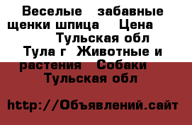  Веселые , забавные щенки шпица! › Цена ­ 35 000 - Тульская обл., Тула г. Животные и растения » Собаки   . Тульская обл.